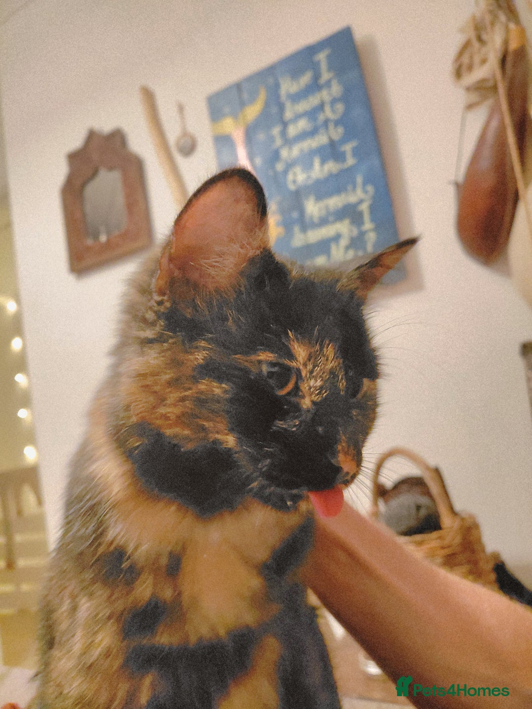 Mixed Breed cats for sale: Bonded pair of perfect girls. - Advert 2