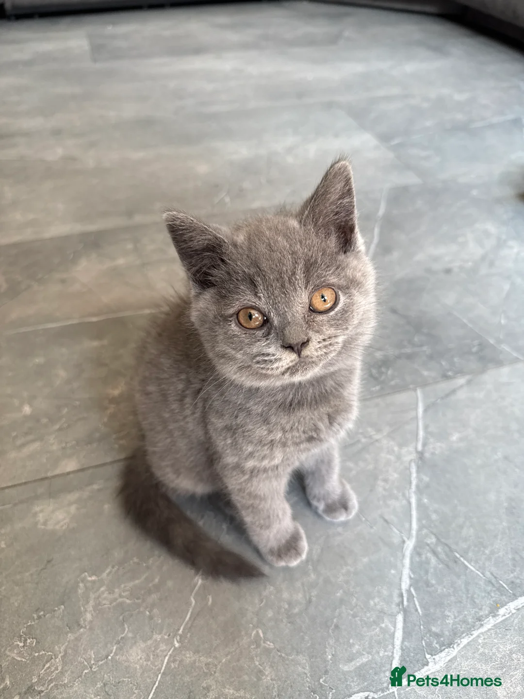 British Shorthair cats for sale: Reduced 12 weeks old  Pure breed bsh kittens ready - Advert 2