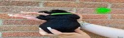 Dachshund dogs for sale: Miniature wire dachshund puppies - Advert 23