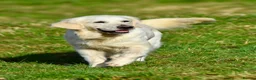 Golden Retriever dogs for sale: Stunning Cream, KC reg, health tested Puppies - Advert 21