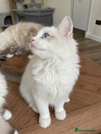 Ragdoll cats - Advert 13