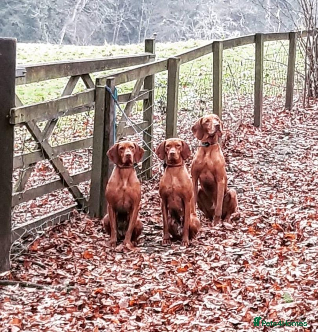 Hungarian Vizsla dogs for stud: *Gamekeeper Bred* Smooth Hungarian Vizsla at Stud in Chester-le-Street - Advert 6