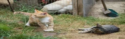 Mixed Breed cats for sale: Little darlings looking for loving homes - Advert 10