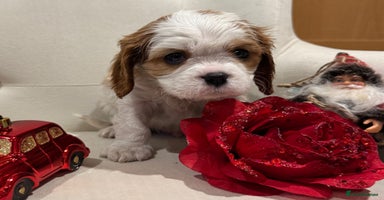 Cavalier King Charles Spaniel dogs One little  boy left  - Advert 6