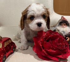 Cavalier King Charles Spaniel dogs One little boy left - Advert 5