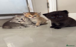 British Shorthair cats for sale: Beautiful rare litter of shorthair kittens - Image 1