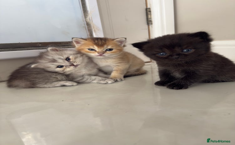 British Shorthair cats - Advert 4