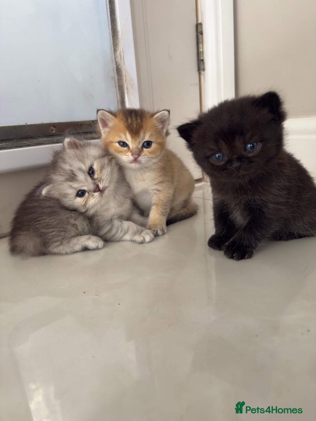 British Shorthair cats for sale: Beautiful rare litter of shorthair kittens - Image 1