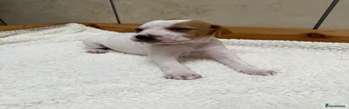 Pointer Puppy 5