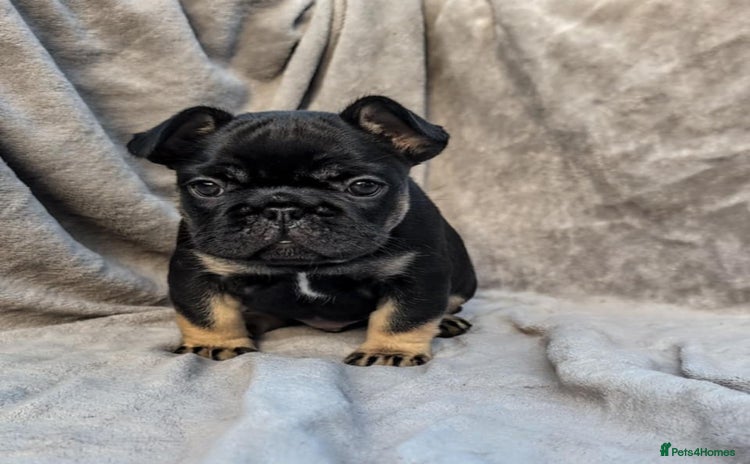French Bulldog dogs - Advert 2
