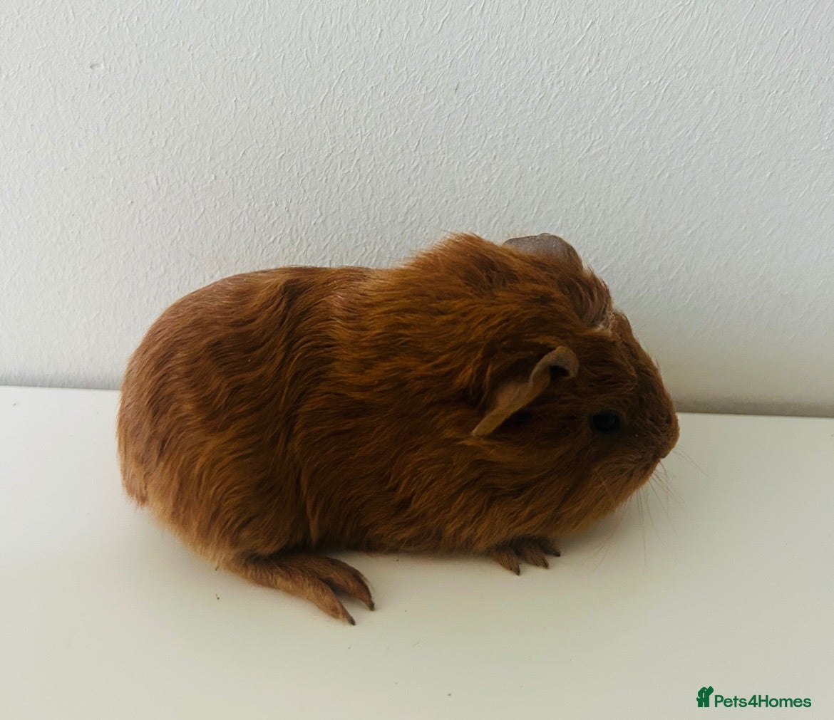 Guinea Pig rodents Boars available £20 a pair - 2 x pairs available - Advert 21