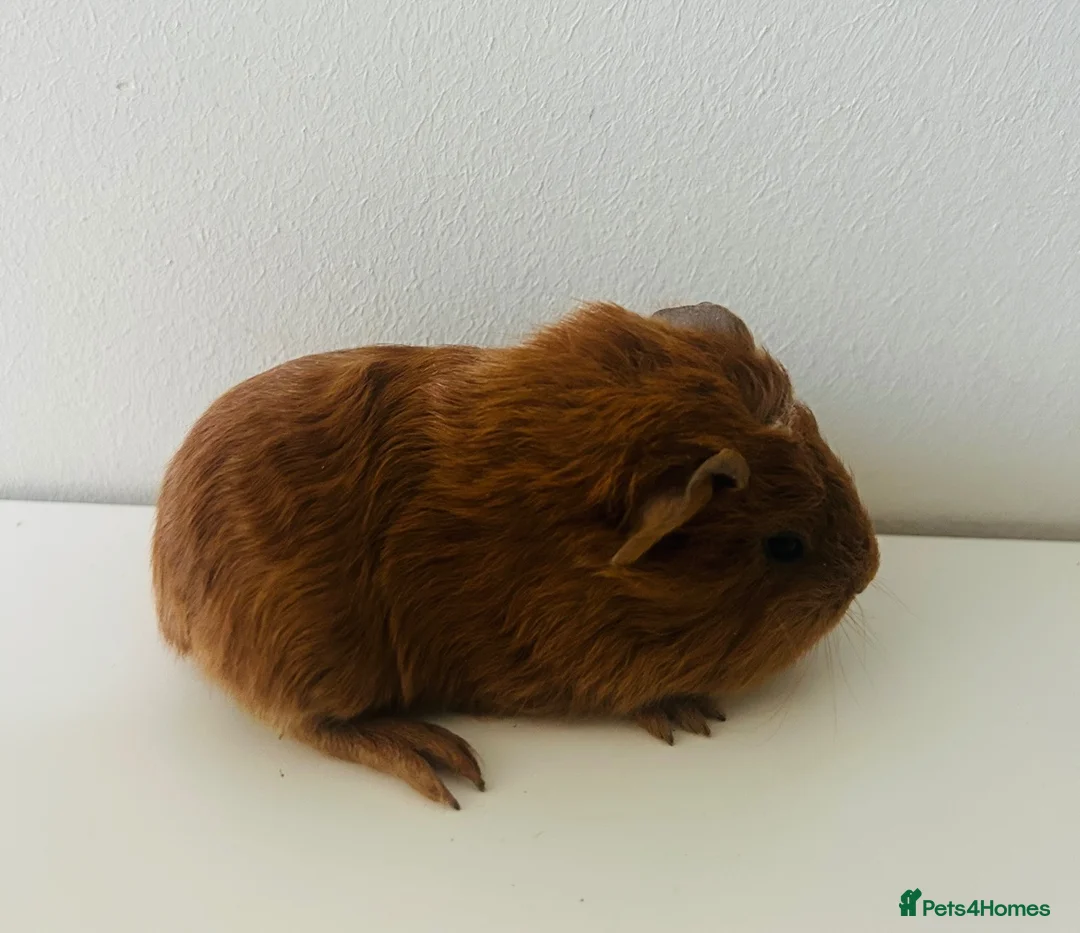 Guinea Pig rodents for sale: Boars available £20 - Advert 2