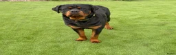 Rottweiler dogs for sale: KC Reg 10 month Rottweiler Gorgeous Boy in Leeds - Advert 5