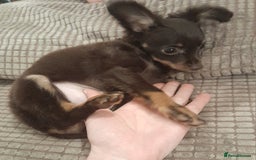 Russian Toy Terrier dogs for sale: Purebred Russian Toy long-haired - Image 1