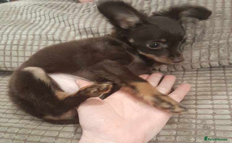 Russian Toy Terrier dogs - Advert 1