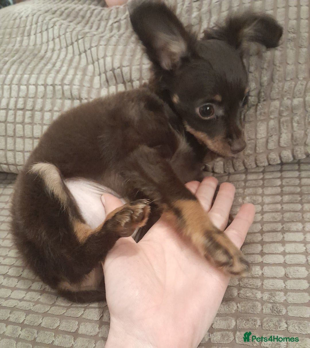 Russian Toy Terrier dogs for sale: Purebred Russian Toy long-haired - Image 1