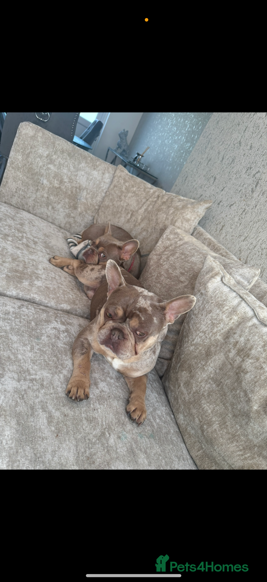 French Bulldog dogs for sale: 2 year old French bulldogs for sale - Image 5