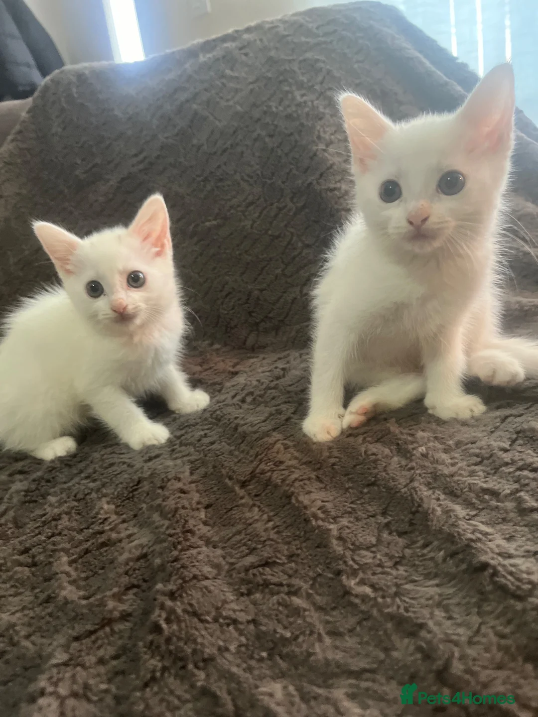 Ragdoll cats for sale: Ragdoll kittens  - Advert 4