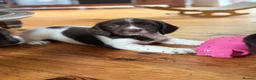 English Springer Spaniel dogs for sale: Gorgeous Springer Spaniel Pups - Advert 13