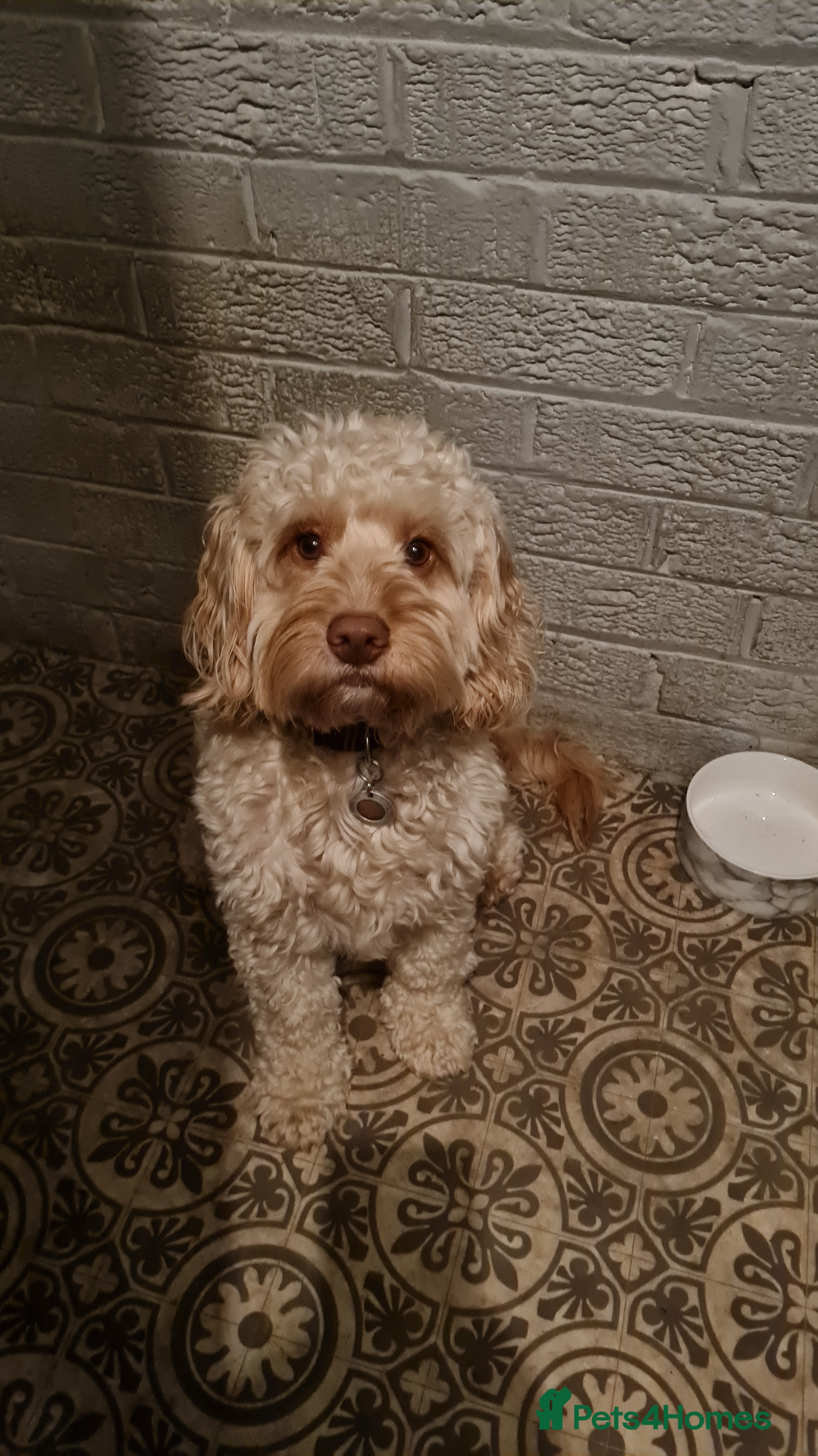Cockapoo dogs For stud only F1 cockapoo Proven😍😍 in Sheffield - Advert 22