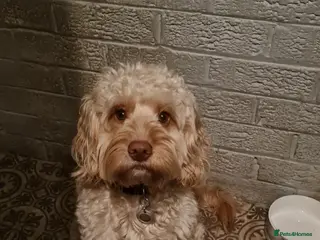 Cockapoo dogs For stud only F1 cockapoo Proven😍😍 - Advert 18