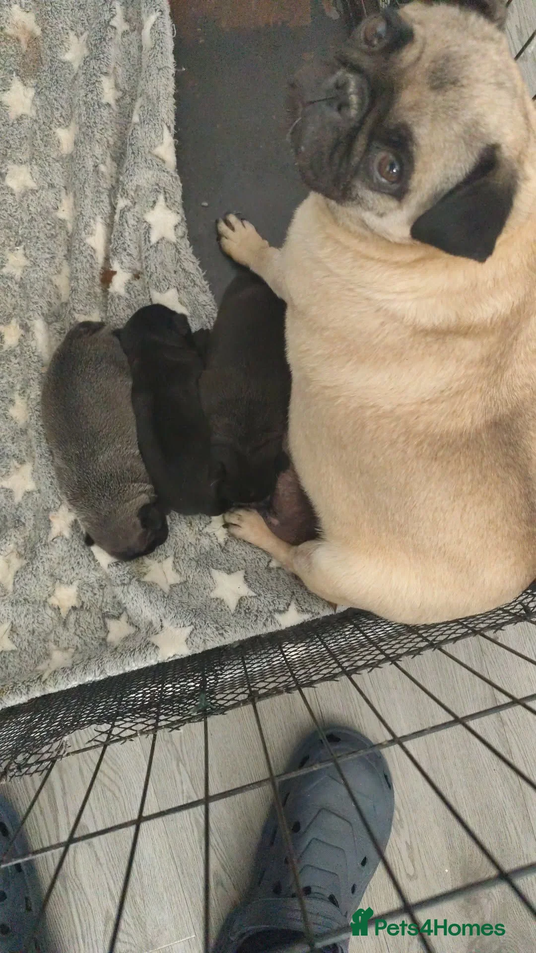 Pug dogs for sale: Pug puppies for sale - Advert 1