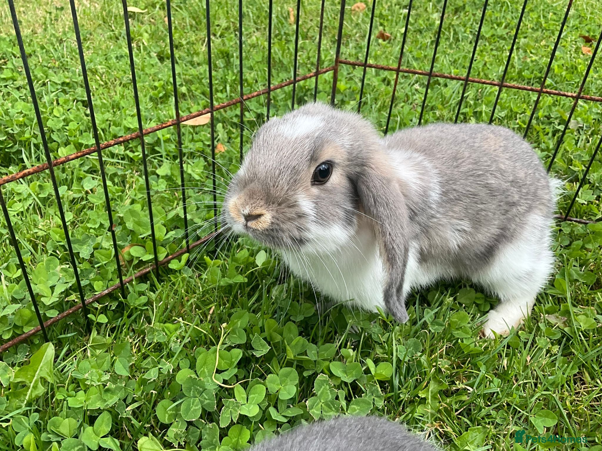 Mini Lop rabbits rabbit babies for sale - Advert 1
