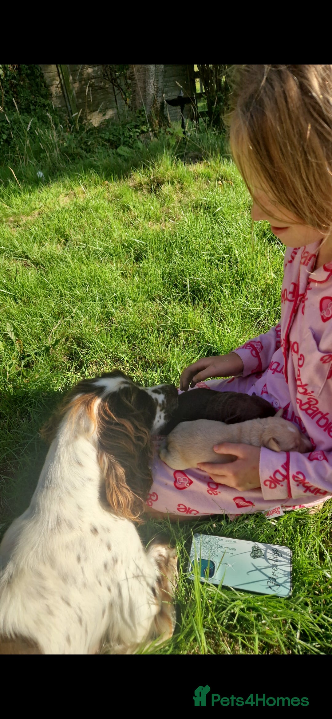 Mixed Breed dogs for sale: 2x labrador x Spaniel Puppies  - Image 4