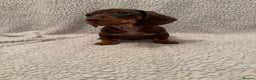 Miniature Dachshund dogs for sale: Miniature dachshund READY NOW - Advert 3