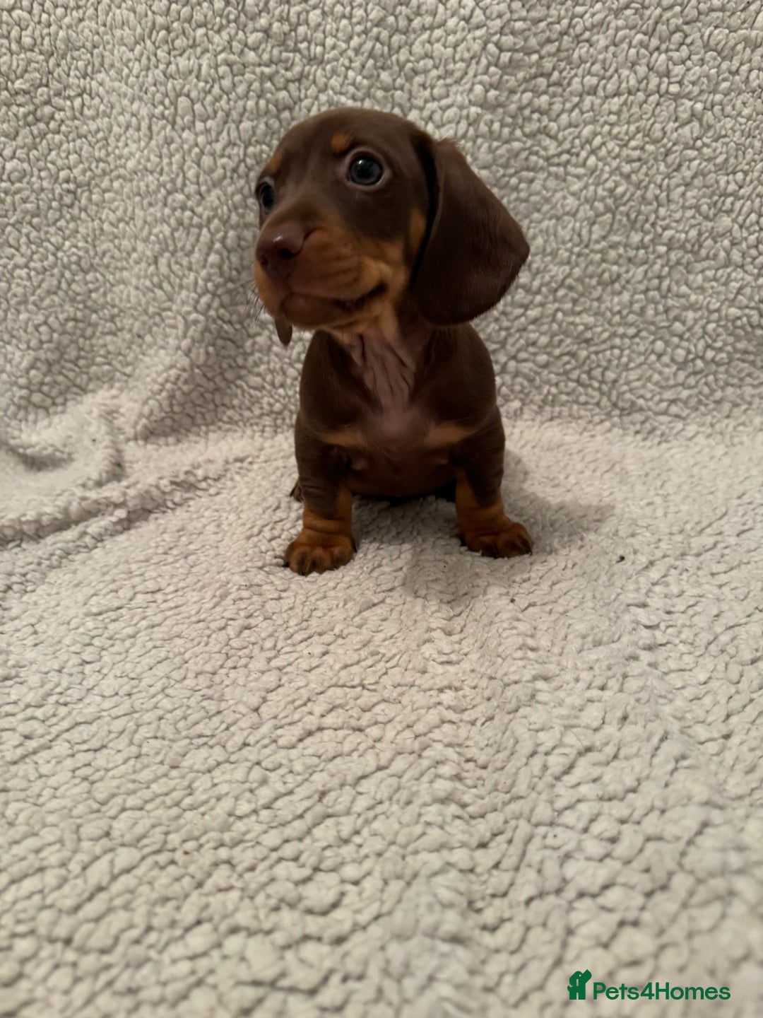 Miniature Dachshund dogs for sale: Miniature dachshund READY NOW - Advert 3