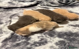British Shorthair cats for sale: British shorthair kittens a rainbow of colours 😍 - Image 14