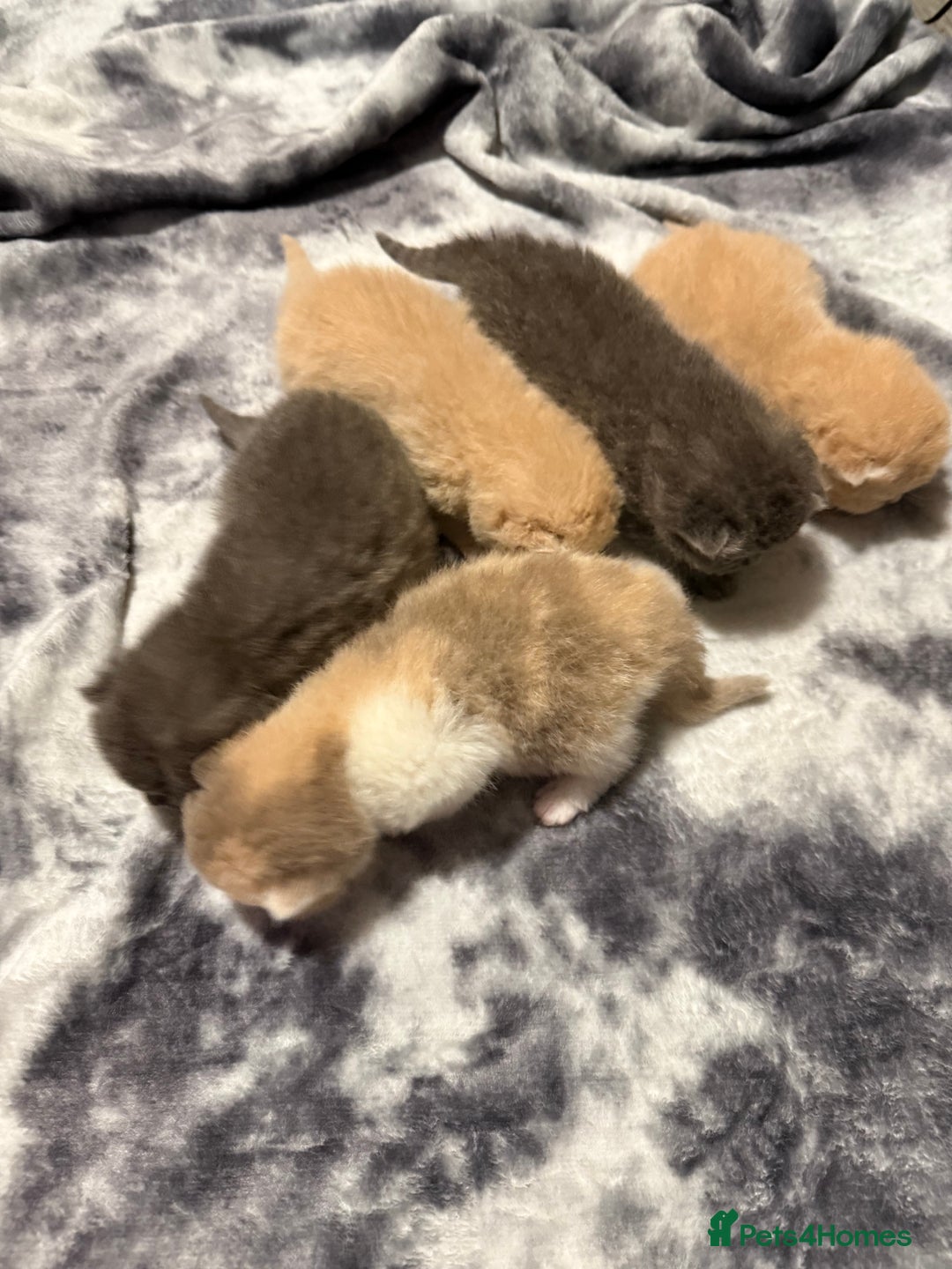 British Shorthair cats for sale: British shorthair kittens a rainbow of colours 😍 - Image 14