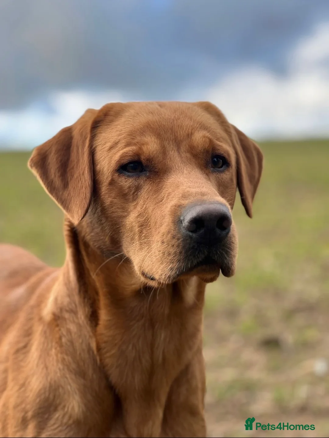 Labrador Retriever dogs for stud: **Fox Red Labrador for Stud** - Advert 2