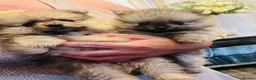 Pomeranian dogs for sale: Stunning Pomeranian puppys - Advert 12