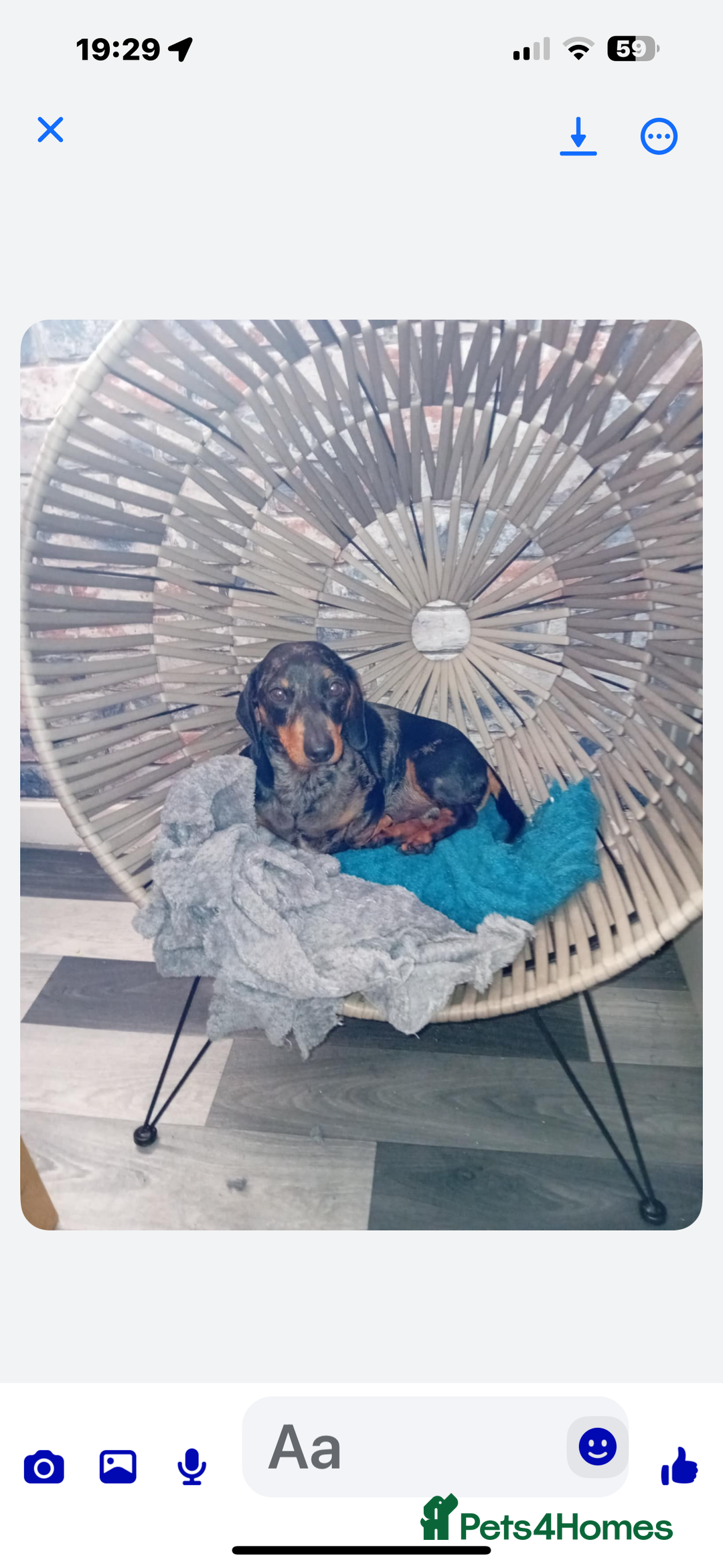 Dachshund dogs for sale: re-homing Miniature smooth-harlequin male Dashund - Advert 5