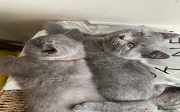 British Shorthair cats for sale: Beautiful Blue British Shorthair Kittens - Image 32