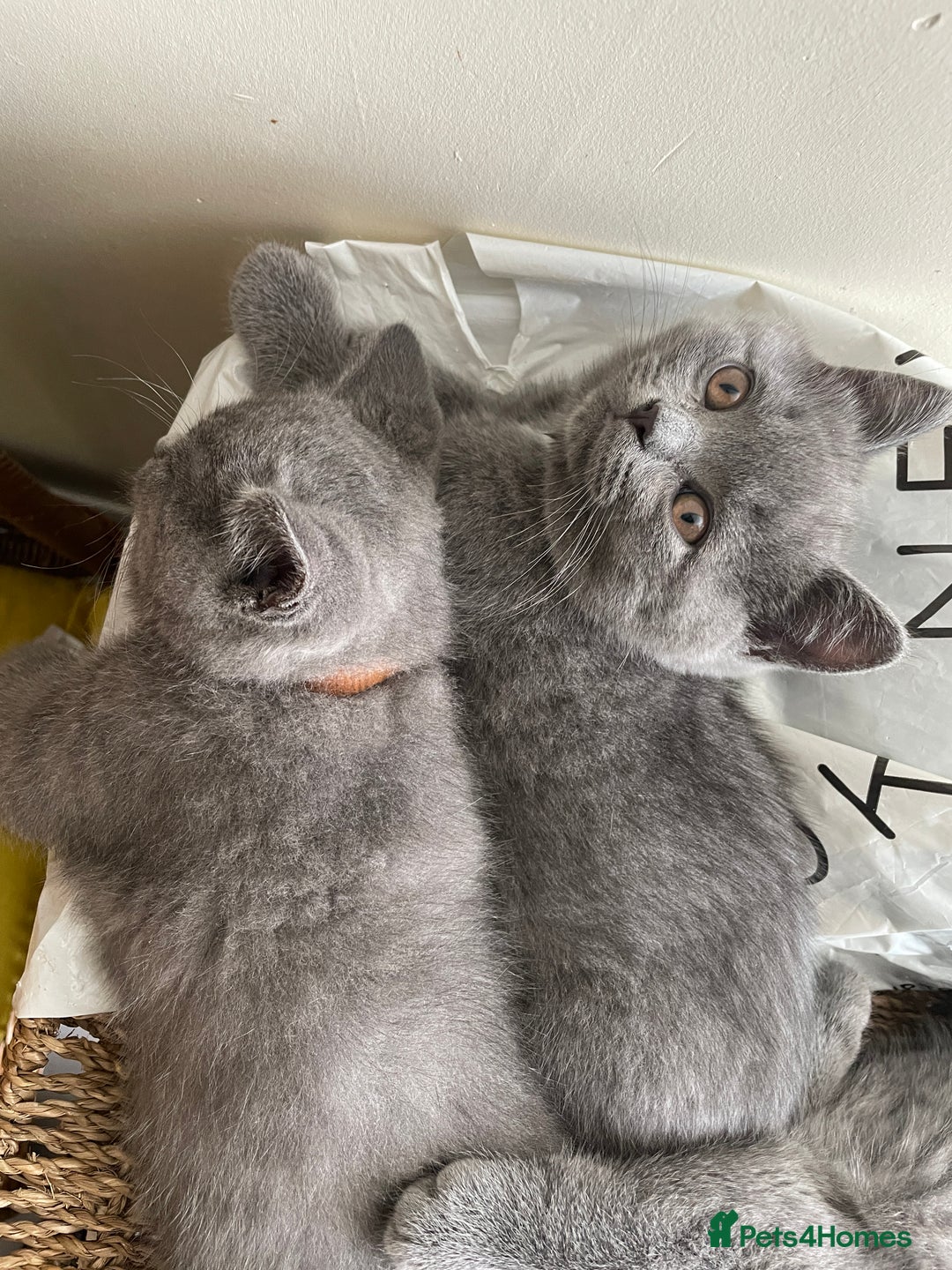 British Shorthair cats for sale: Beautiful Blue British Shorthair Kittens - Image 32