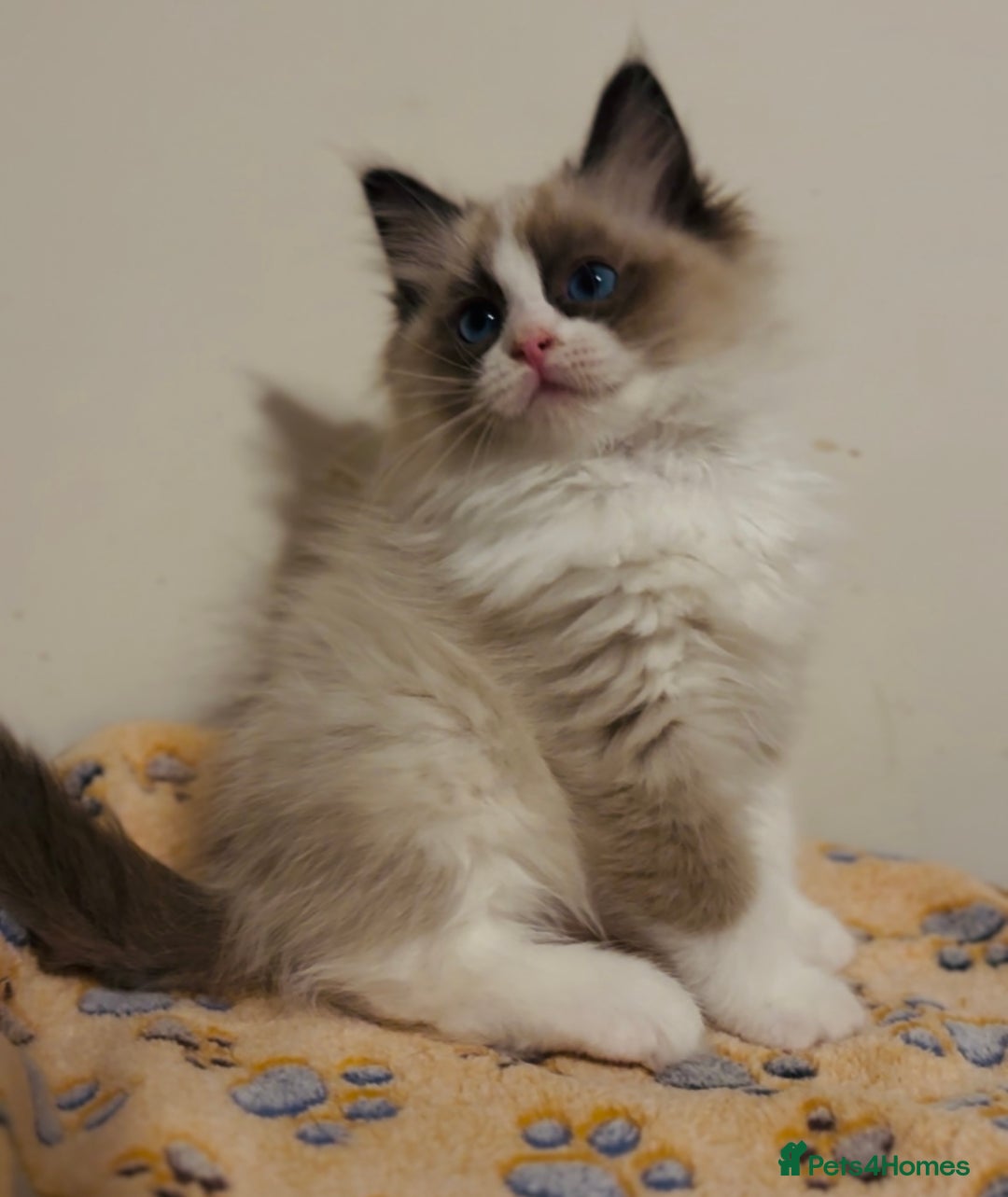 Ragdoll cats for sale: 🐾Tica full pedigree🩷 EU Ragdoll 🐱🐾DNA Clear ❤️ - Image 23