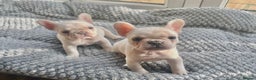 French Bulldog dogs for sale: Only 2 Girls left:French Bull Dog Puppies - Advert 7