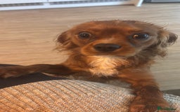 Cavalier King Charles Spaniel dogs for sale: Cavalier King Charles spaniel  - Image 10