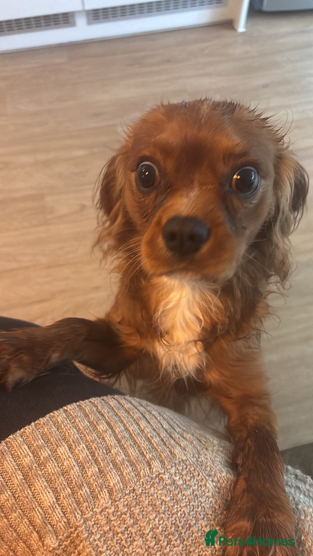 Cavalier King Charles Spaniel dogs for sale: Cavalier King Charles spaniel  - Image 10