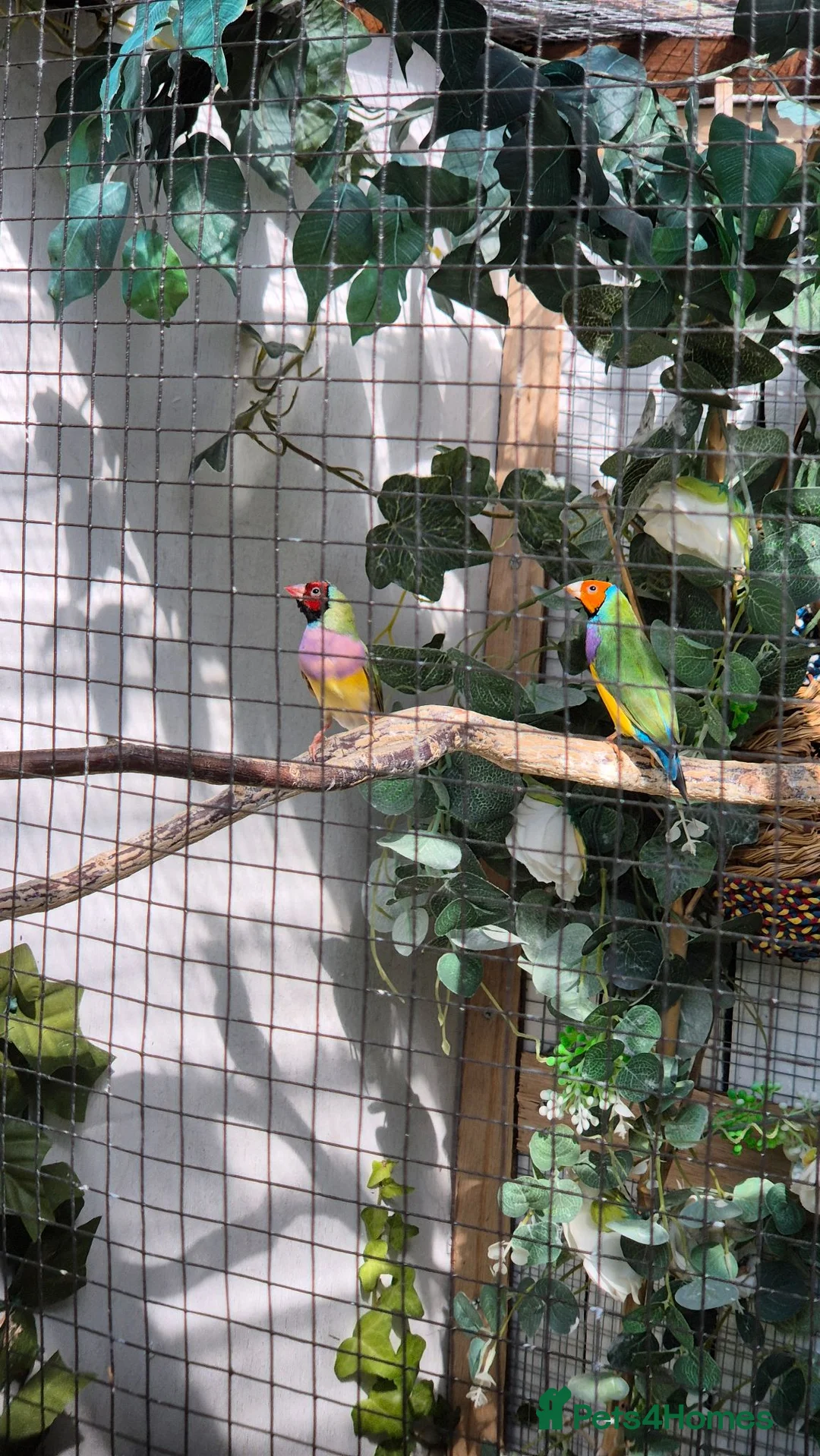 Finches birds for sale: Gouldian finches - Advert 3