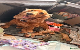 Cocker Spaniel dogs for sale: Gorgeously adorable Show Cocker Spaniels - Image 1