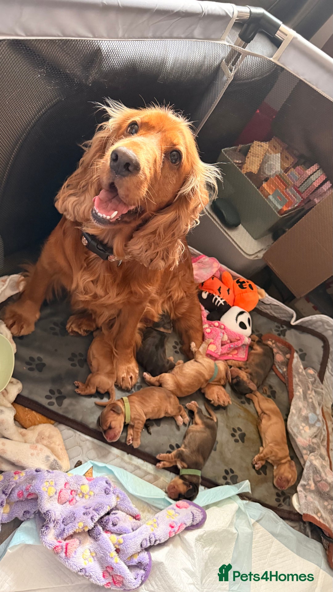 Cocker Spaniel dogs for sale: Gorgeously adorable Show Cocker Spaniels - Image 1