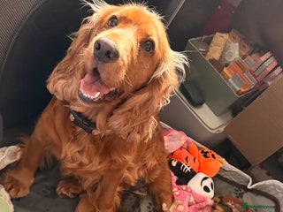 Cocker Spaniel dogs - Advert 4