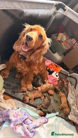 Cocker Spaniel dogs - Advert 1