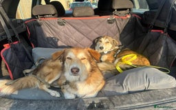 Mixed Breed dogs for adoption: Meet Zeke, currently residing in Hertfordshire  - Image 8
