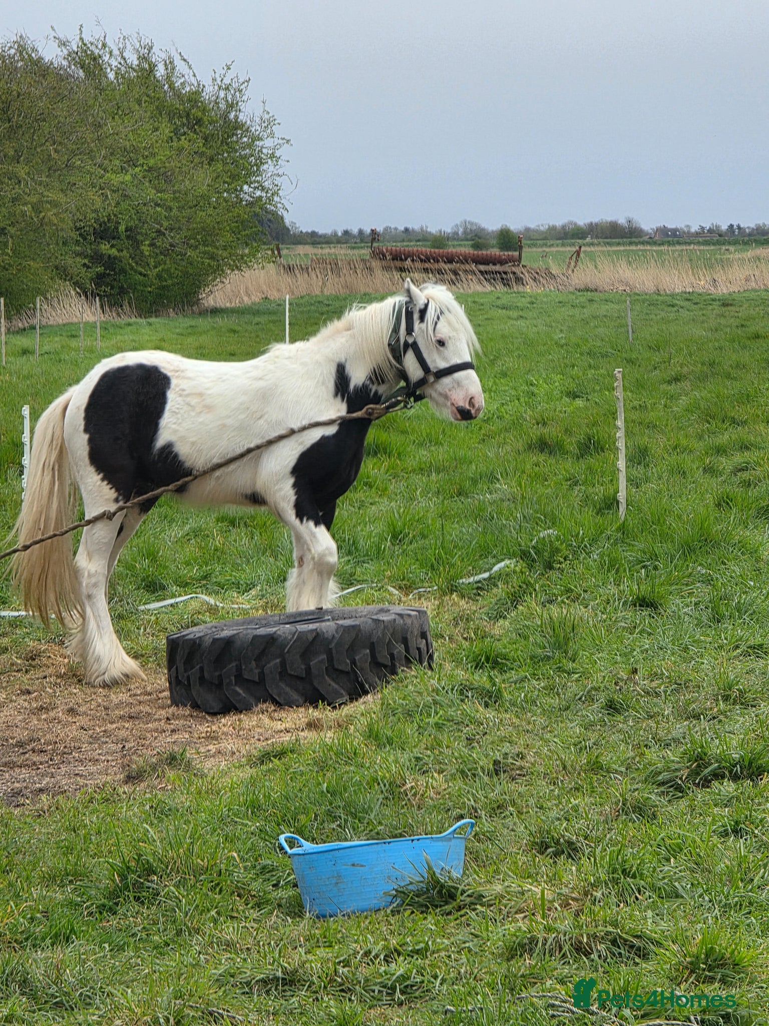 Irish Cob horses Rising 2 year old  piebald cob colt  - Advert 1