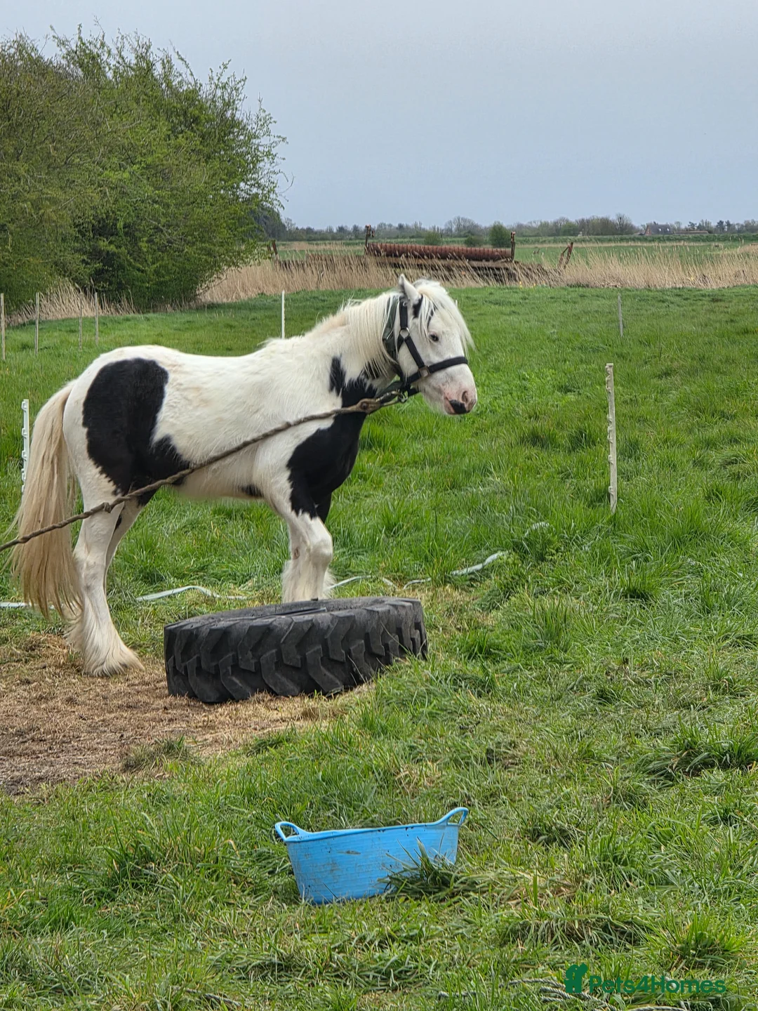 Irish Cob horses for sale: Rising 2 year old  piebald cob colt  in Louth - Advert 1