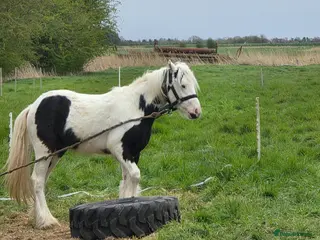 Irish Cob horses Rising 2 year old piebald cob colt - Advert 1